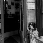 Логический анализ слота The Dog House с математическими принципами